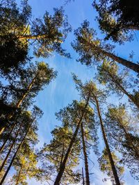 Low angle view of trees against sky