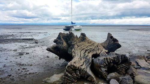 Driftwood on beach against sky