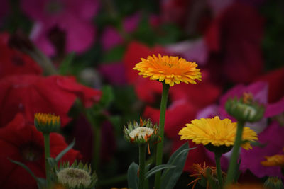 Close-up of yellow flowering plant