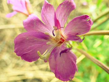 Close-up of pink flower blooming outdoors