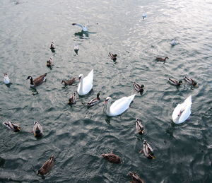 High angle view of ducks in lake