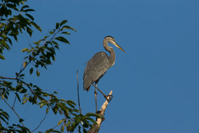 Blue heron perching at the top of tree against a bright blue sky