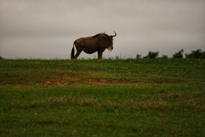 Wild buffalos in a field