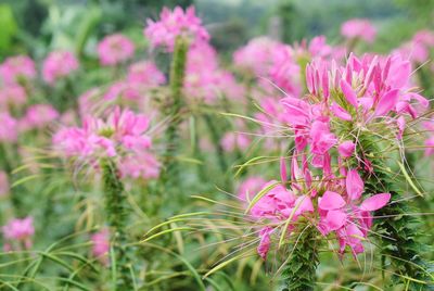 Close-up of pink flowering plants