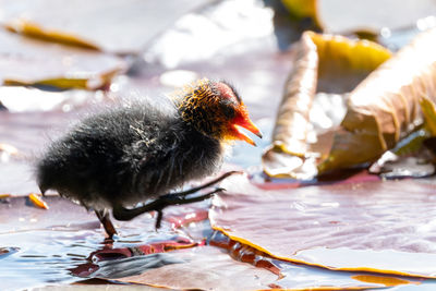 Close-up of a bird