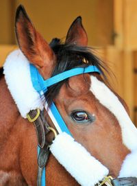 Close-up portrait of horse