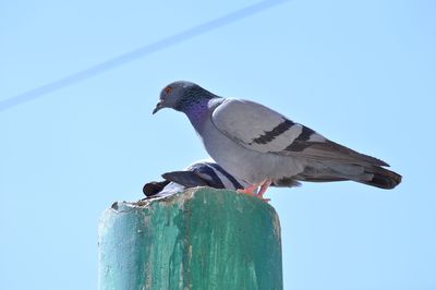 Low angle view of bird perching against clear sky