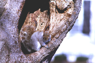 Close-up of squirrel on tree trunk