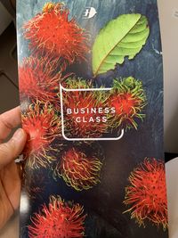 High angle view of person holding red plant