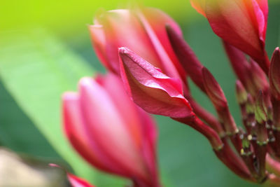 Close-up of pink rose flower