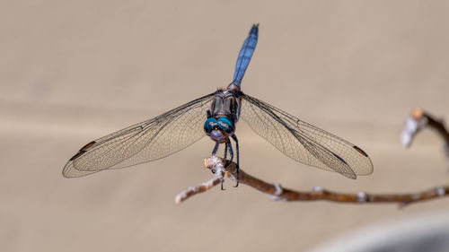 Close-up of dragonfly flying