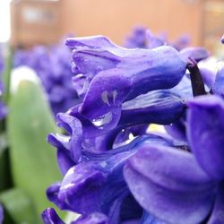Close-up of purple flowers
