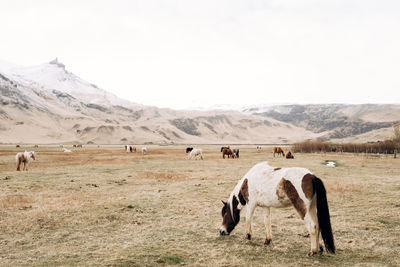 Horses grazing in a field