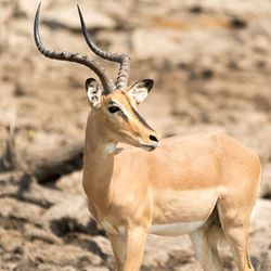 View of black-faced impala