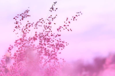 Close-up of pink flowering plant against sky