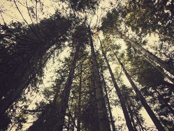 Low angle view of trees against sky