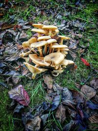 Leaves on field in forest