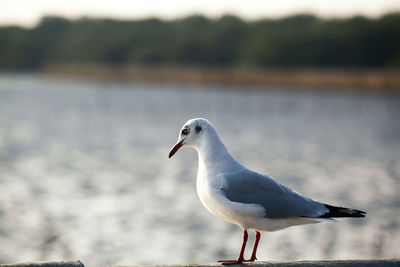 Close-up of seagull perching on a sea