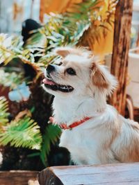 Close-up of a dog looking away