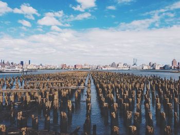 Oyster bed in sea with cityscape in background