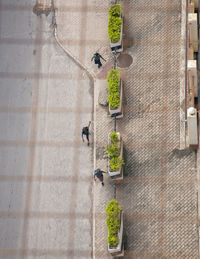 Plants against wall and building