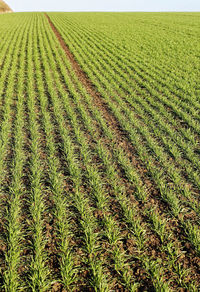 Scenic view of agricultural field