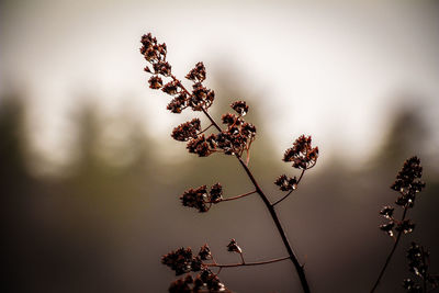 Close-up of flowering plant against sky