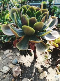 High angle view of succulent plant on field