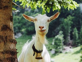 Portrait of goat by tree trunk on field