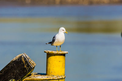 Close-up of seagull perching on wooden post