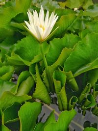 Close-up of flower