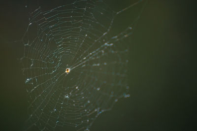 Close-up of spider on web