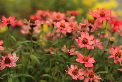 Close-up of pink flowering plants