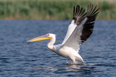 White bird flying over water