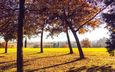 Trees on field against sky