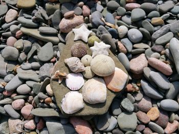 High angle view of shells on pebbles