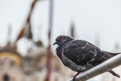 Close-up of pigeon perching on railing, venice 