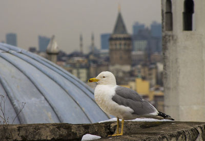 Close-up of seagull