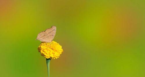 Close-up of butterfly pollinating on yellow flower