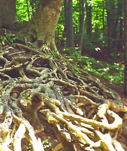 Trees in forest