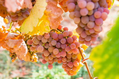 Close-up of grapes growing in vineyard