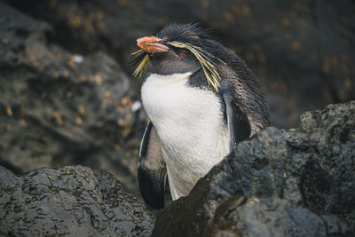 Close-up of penguin perching on rock