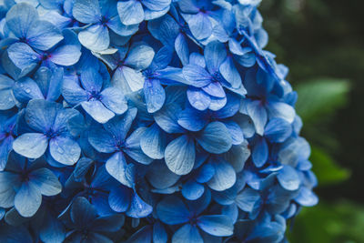 Close-up of blue hydrangea flowers