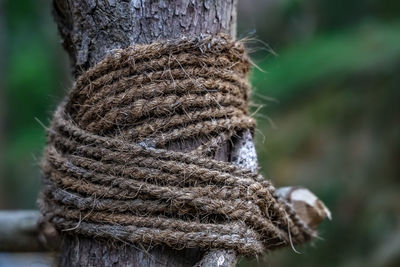 Close-up of rope tied up on tree trunk