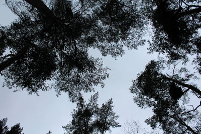 Low angle view of trees against clear sky