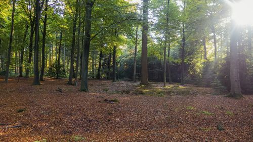 Trees in forest