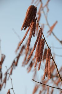 Low angle view of dried plant against sky