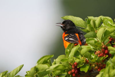 Close-up of bird perching on plant