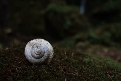 Close-up of snail on grass