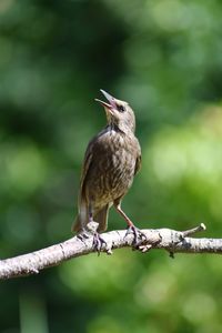 Close-up of bird perching on branch